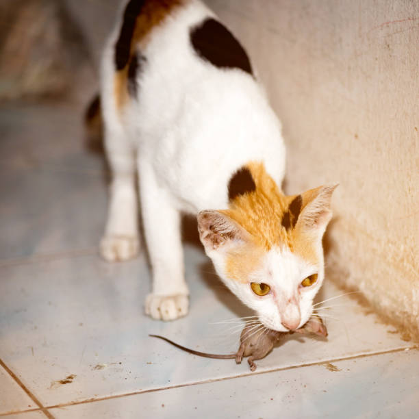 istock cat playing and catch a rat 1046024328