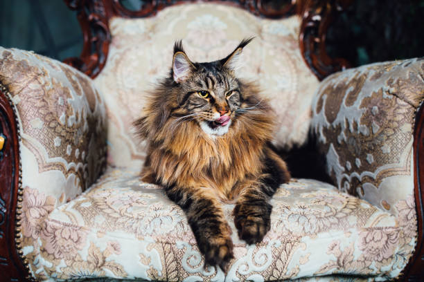 Maine Coon cat on antique chair Maine Coon cat on antique chair, close-up view paw licking domestic animals stock pictures, royalty-free photos & images