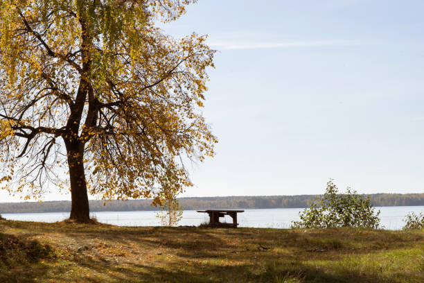 istock A tree and a bench on a lake or river shore in autumn. 1046028346