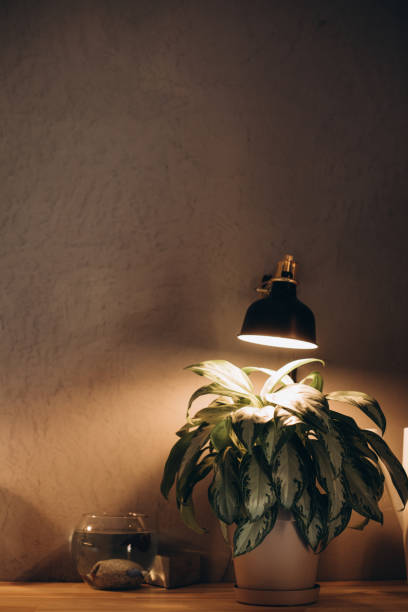istock Lamp illuminating pot with plants 1046030780