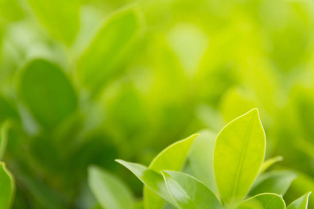 istock Green leaf macro, green fresh plants close up for nature concept. 1046031640