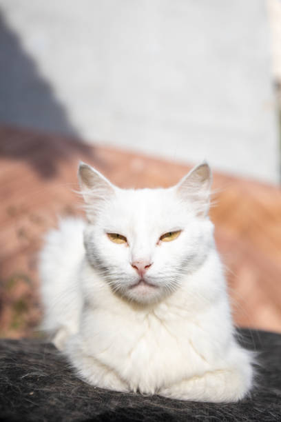 istock White cat lies. Green blurred background. 1046036072