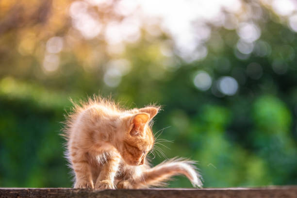 istock Red little kitten in the morning light. Green blurry background 1046036126
