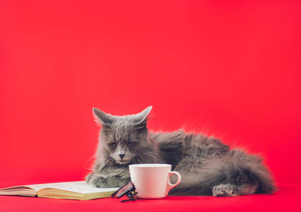 istock Smart Cat With Glasses And Book 1046039070