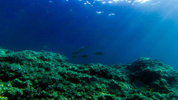 istock live underwater in a paradise island 1046039122