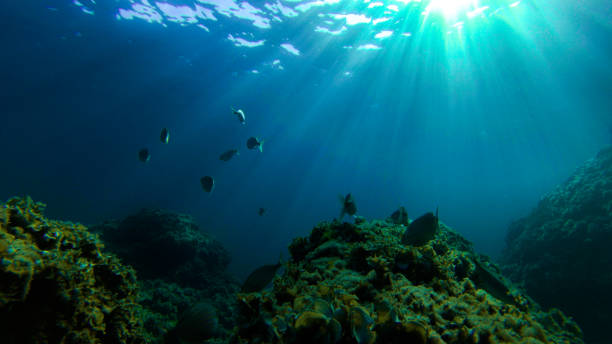 istock live underwater in a paradise island 1046039402