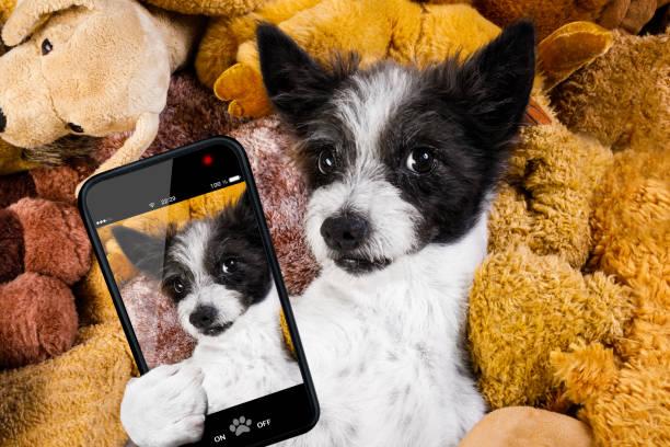 istock cozy  dog in bed with teddy bears 1046039404