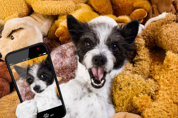 istock cozy  dog in bed with teddy bears 1046039486