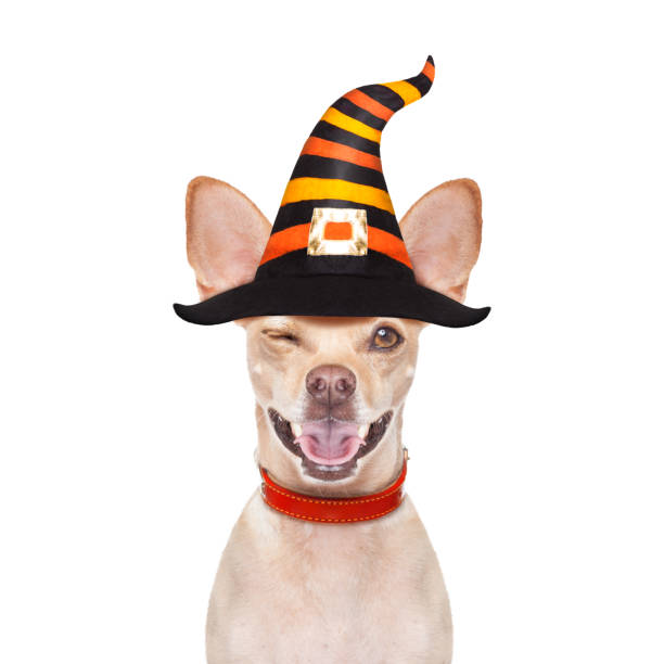 istock halloween  ghost  dog trick or treat 1046039590