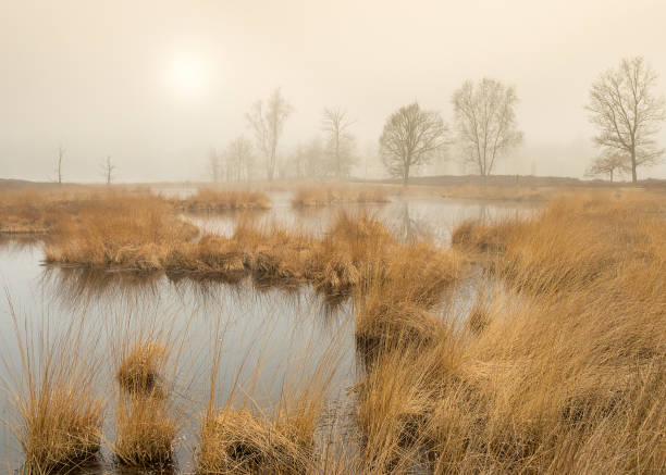 Sunrise over a fen in warm colors. It is a misty morning. Trees in the distance.\nPhoto was taken in \