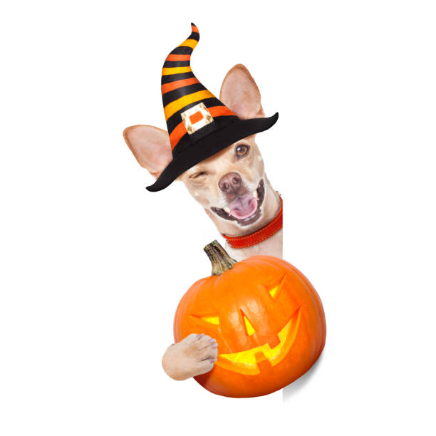 istock halloween  ghost  dog trick or treat 1046039738