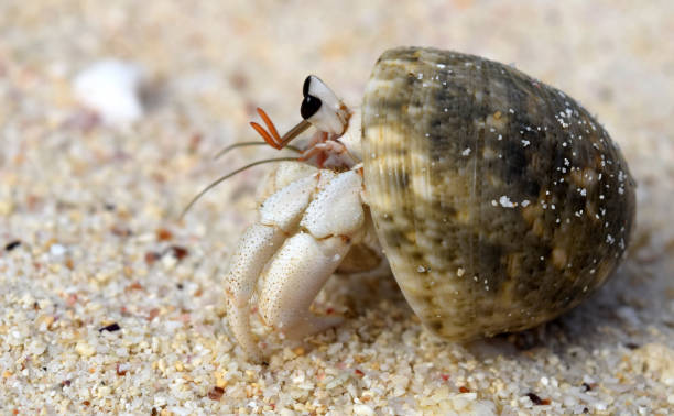 istock Hermit crab get out from shell to explores the environment in local Seychelle beach 1046042932