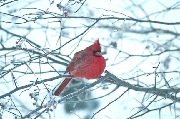 istock Male Cardinal in Winter 1046047224