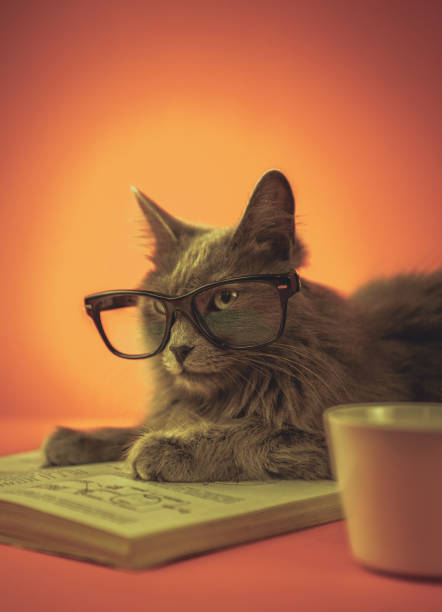 puce chat avec des lunettes et livre - orange beauty serious retro revival photos et images de collection