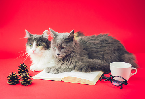 Close up portrait of a Nebelung cat and Turkish Angora cat lying next to an open book. Isolated on red background. Education, science, studying, learning concepts.