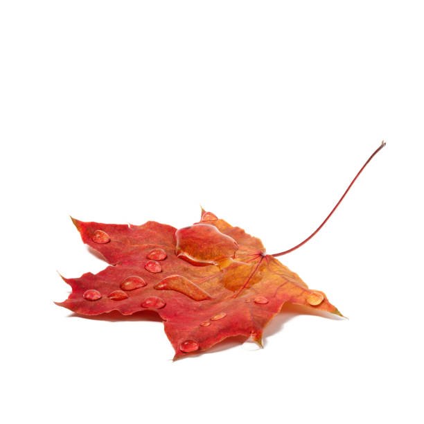 Autumn leaf with water drops close-up