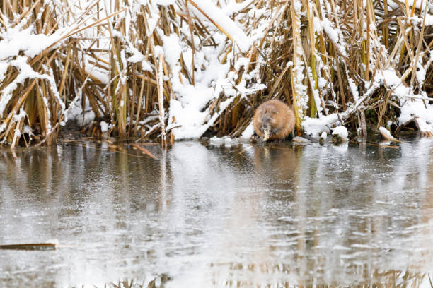 Beaver eats at riverside in winter stock photo