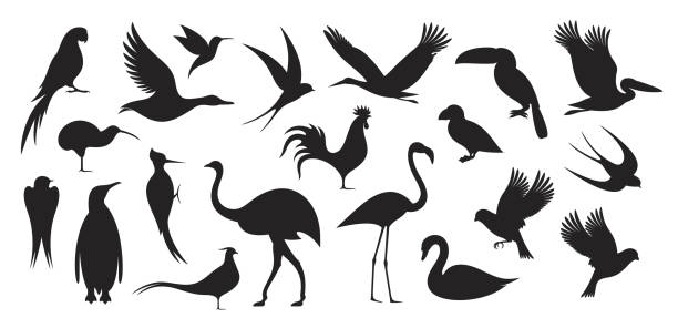 ilustraciones, imágenes clip art, dibujos animados e iconos de stock de aves silvestres. silueta de pájaro - flightless