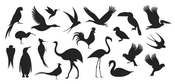 Vector illustration of Wild Bird. Bird Silhouette