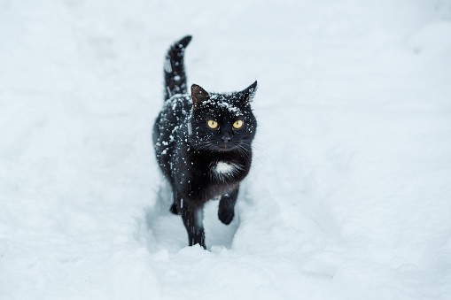 A black cat walks through the snow during a snowfall. Snow cat.