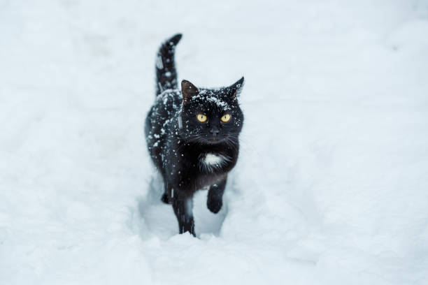 kot śnieżny. - white domestic cat kitten young animal zdjęcia i obrazy z banku zdjęć