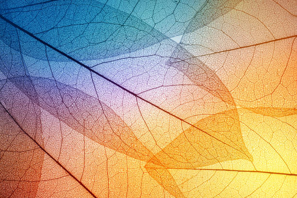 Colorful leaves background. Leaf texture. Macro shot.
