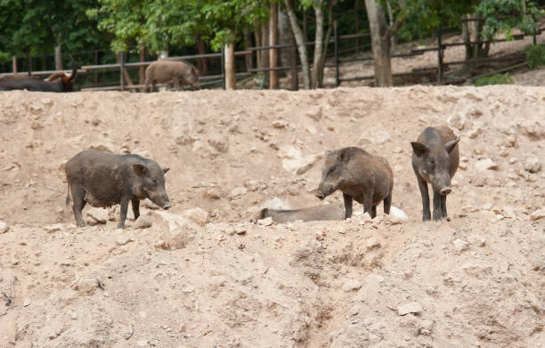 istock Wild boar herd in zoo 1046062580