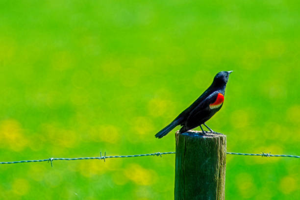 istock Red Winged Blackbird on Fence Post 1046070968
