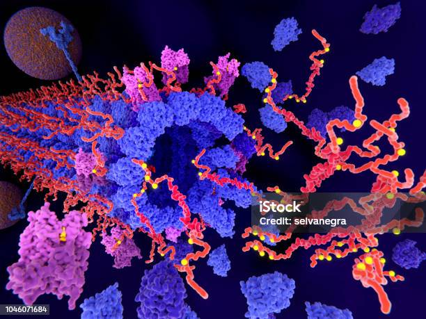 Morbo Di Alzheimer La Fosforilazione Delle Proteine Tau Porta Alla