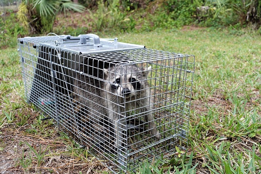 Humanely captured raccoon in metal trap cage. Raccoons are one of the most common nuisance animals. They can carry rabies and other diseases, destroy property, kill poultry and steal eggs, pet food, and bird seed.