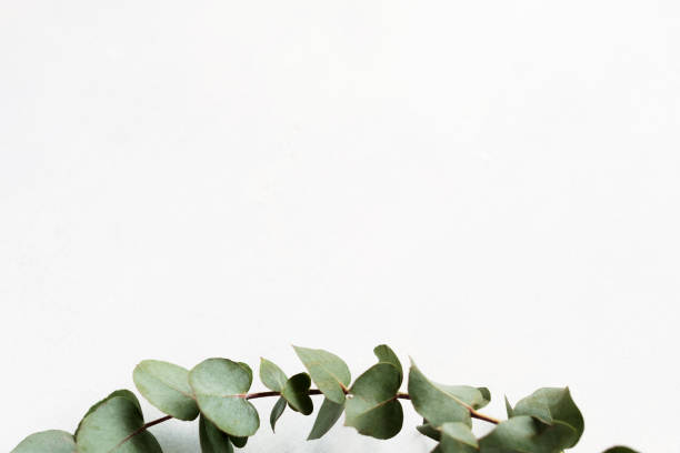 istock flora greenery exotic plant eucalyptus twig decor 1046086216