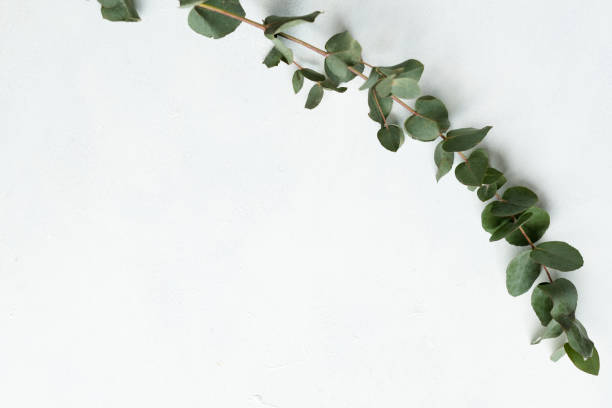 istock flora greenery exotic plant eucalyptus twig decor 1046086228