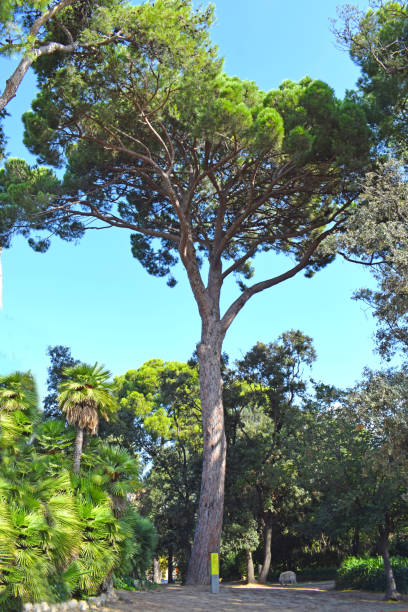 istock Parque Torre Blanca en Sant Just Barcelona 1046086432