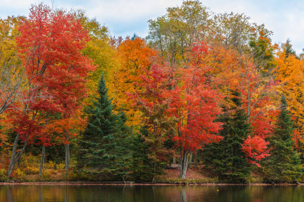 istock Quiet simple autumn scene with maple and birch fall colors 1046086858