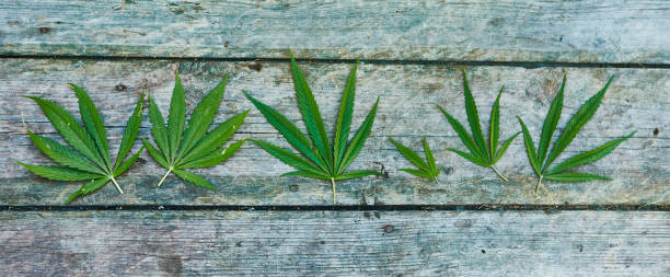 Pattern made of marijuana leaves on wooden background stock photo