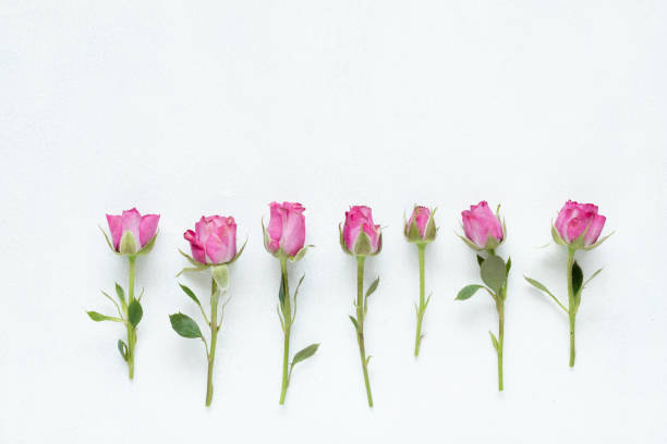 istock pink roses white background floral composition 1046087246