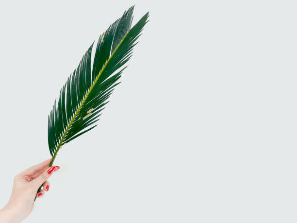 istock fern leaf decor plant nature flora botany branch 1046087318