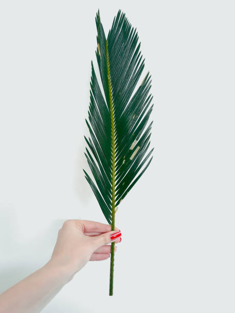 istock fern leaf decor plant botany flora green branch 1046090058
