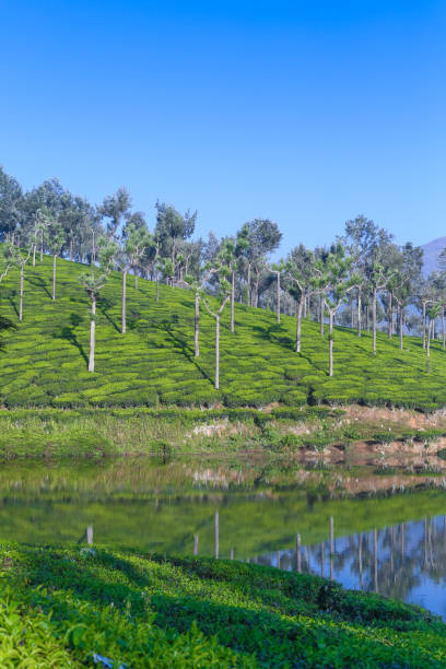 istock Tea cultivation near the lake 1046090292
