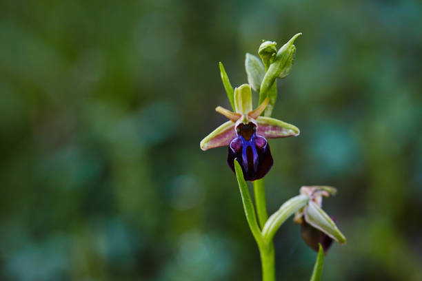 Wild rare bee orchid blooming in mediterranean area at spring