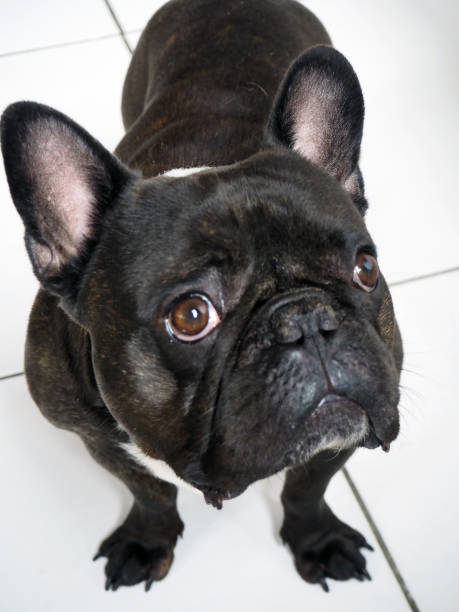 istock Cute Bulldog Portrait 1046095930