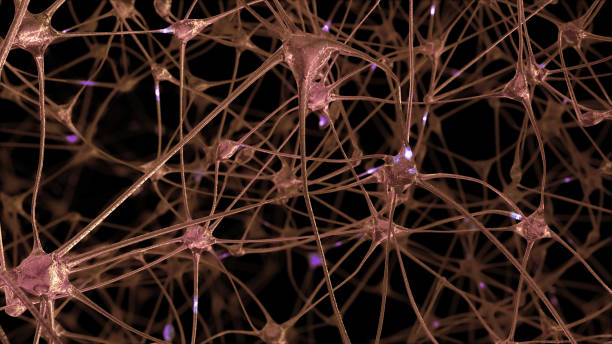 istock 3D rendering of a network of neuron cells and synapses in the brain through which electrical impulses and discharges pass 1046096114