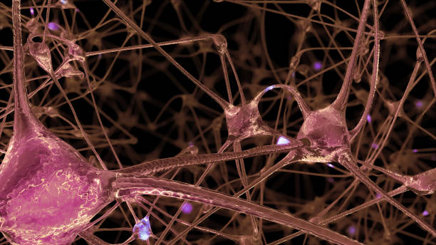 istock 3D rendering of a network of neuron cells and synapses in the brain through which electrical impulses and discharges pass 1046096140