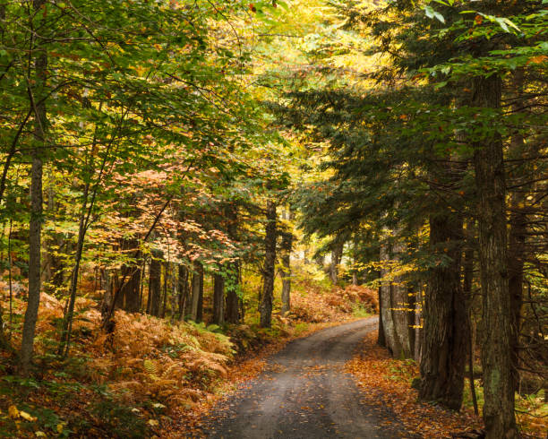 istock Road through green and gold New England 1046098792