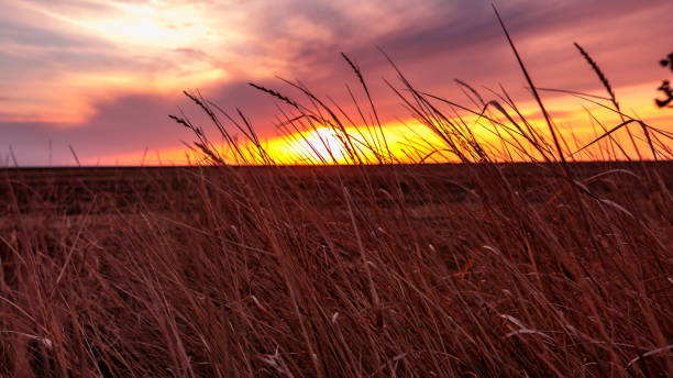 istock sunset in the summer field 1046101882