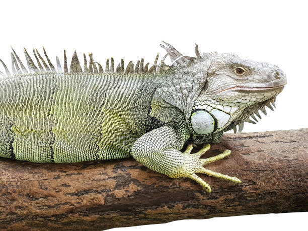 istock White Yellow Iguana on Wooden Log Isolated on White Background 1046102392