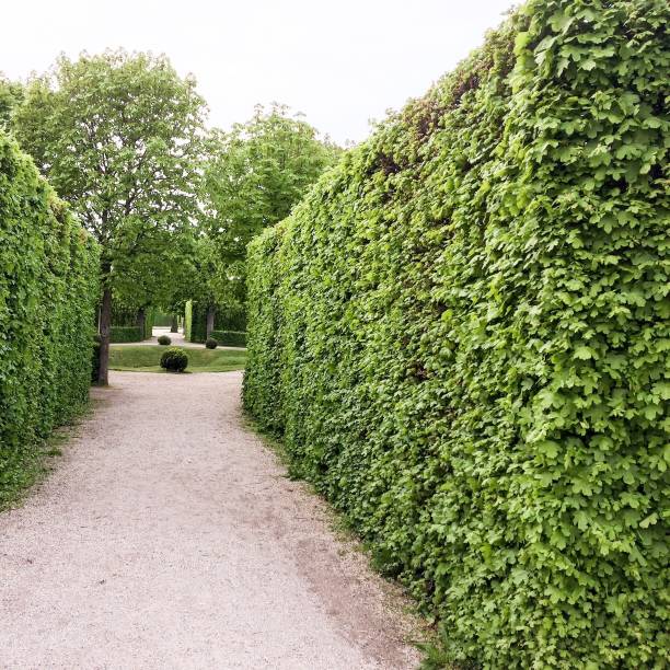 istock hedge in the park 1046102654