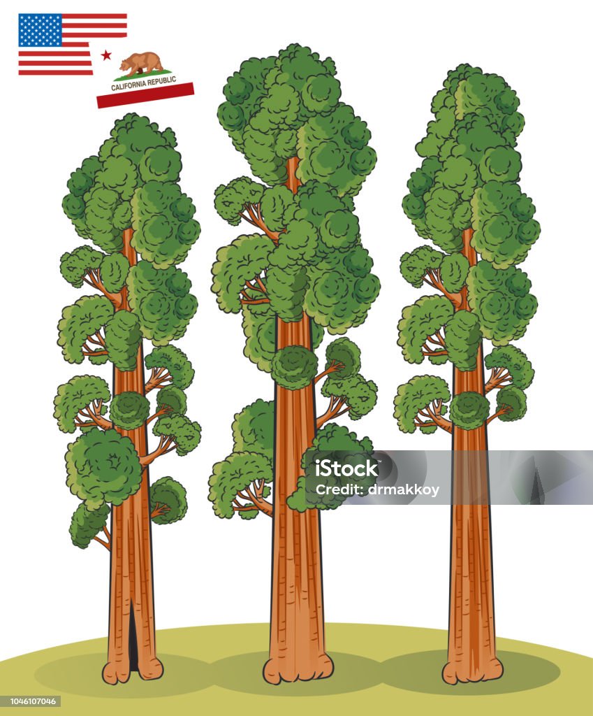 Sequoia Vector Sequoia Redwood Tree stock vector