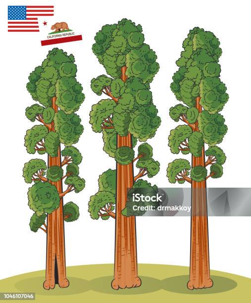 Sequoia Stock Illustration - Download Image Now - Redwood Tree, Sequoia Tree, Illustration