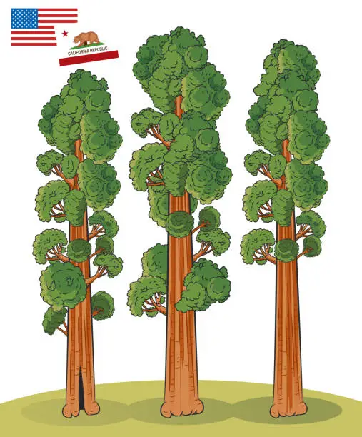 Vector illustration of Sequoia